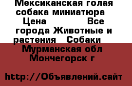 Мексиканская голая собака миниатюра › Цена ­ 53 000 - Все города Животные и растения » Собаки   . Мурманская обл.,Мончегорск г.